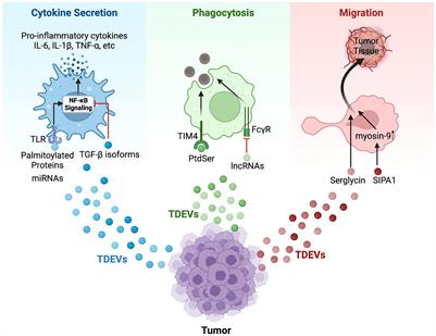 Tumor-derived extracellular vesicles modulate innate immune responses to affect tumor progression